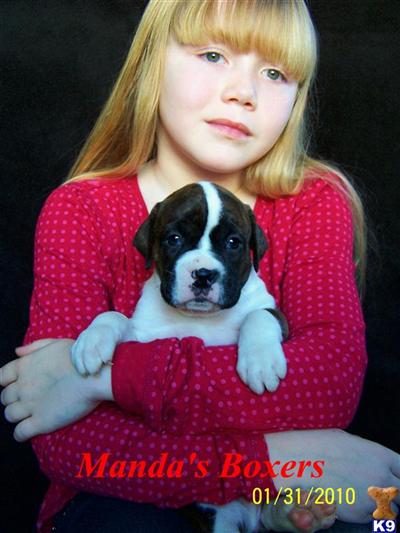 Boxer Puppies for Sale